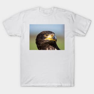 Close-up of an immature American bald eagle T-Shirt